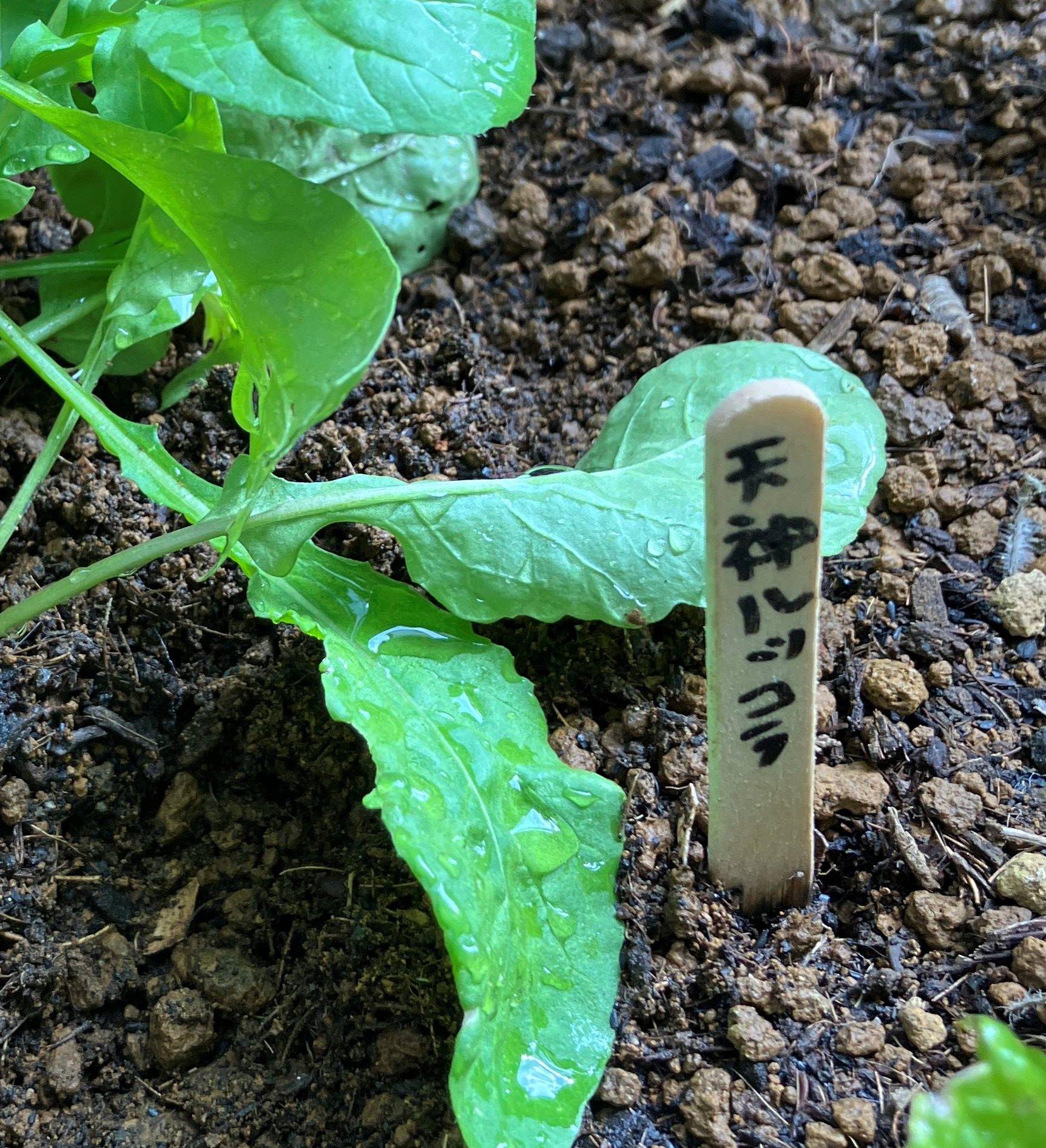 「天神ルッコラ」栽培スタート!!