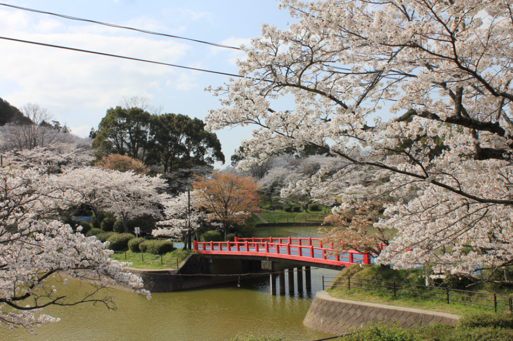 【お花スポット】甘木公園の桜［福岡］