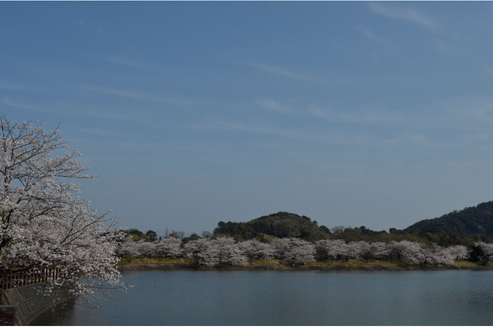 【お花スポット】2,000本桜(立岡自然公園）［熊本］