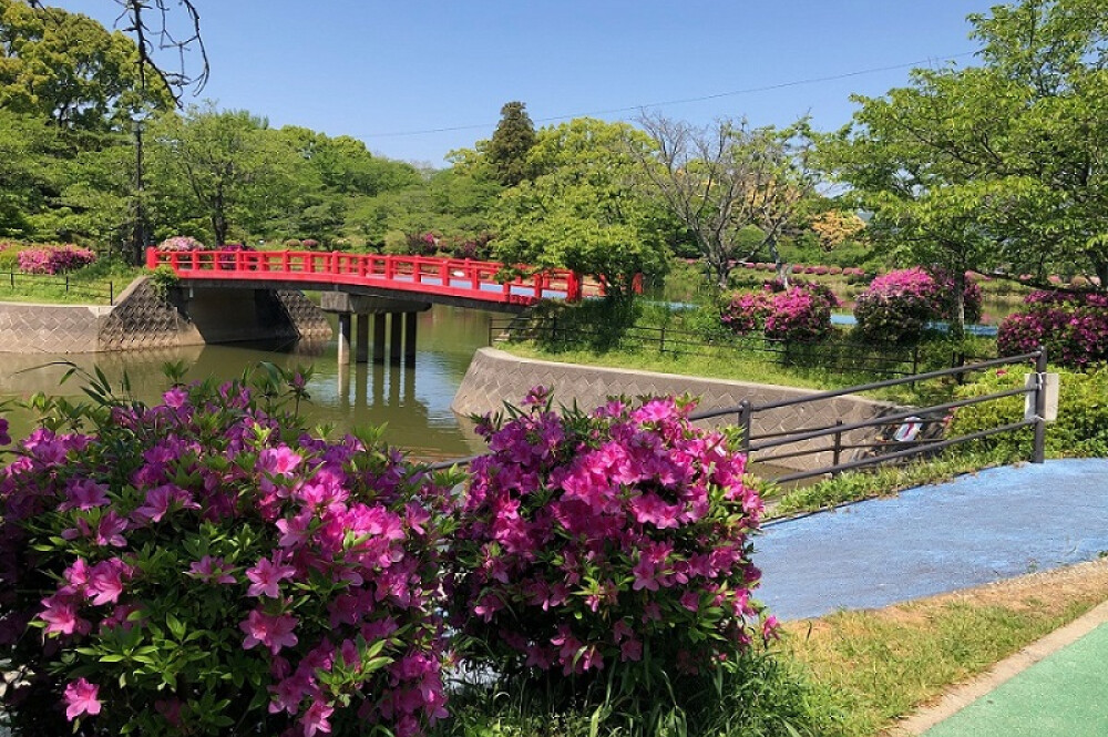 【お花スポット】甘木公園のツツジ［福岡］