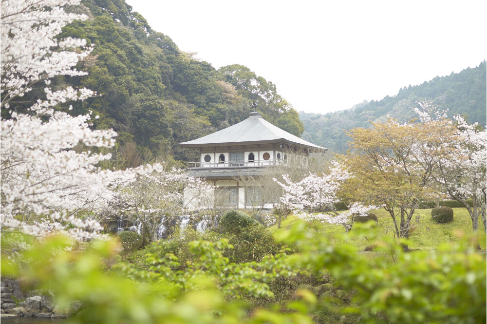 【お花スポット】清水岩屋公園［鹿児島］