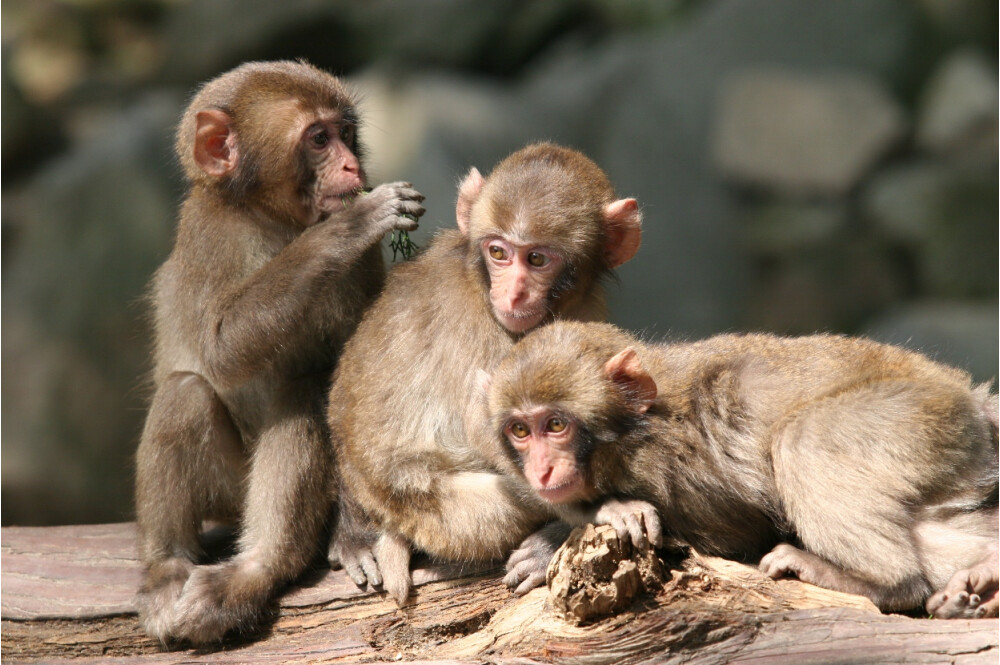 【週末イベント】高崎山自然動物園「無料の日」［大分］