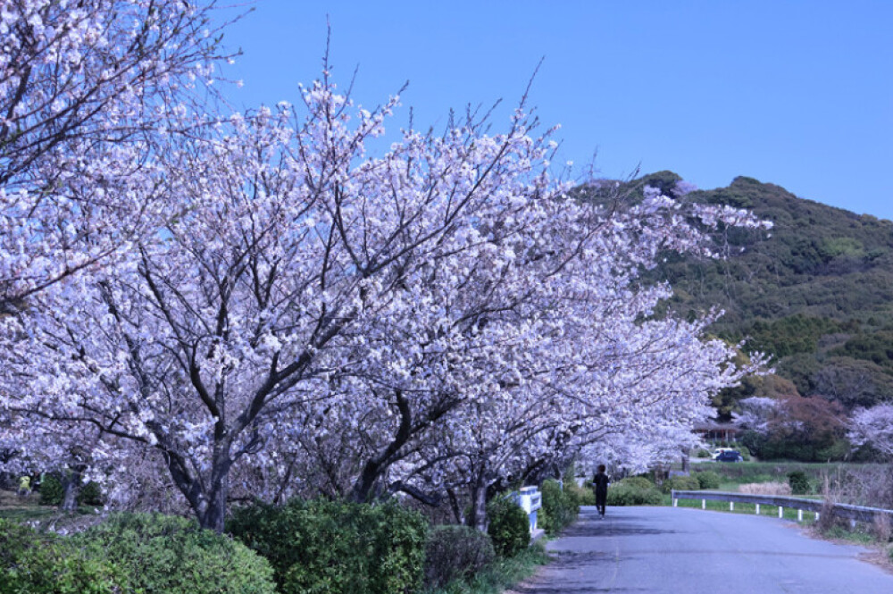 【お花スポット】小郡市桜スポット［福岡］