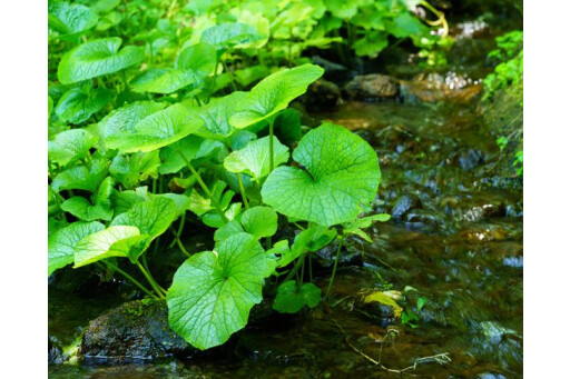 わさび醤油漬け/わさび(青果)/花わさび/葉わさび