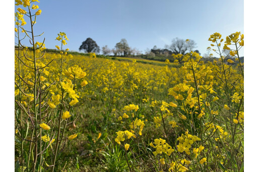 上場高原　菜の花園