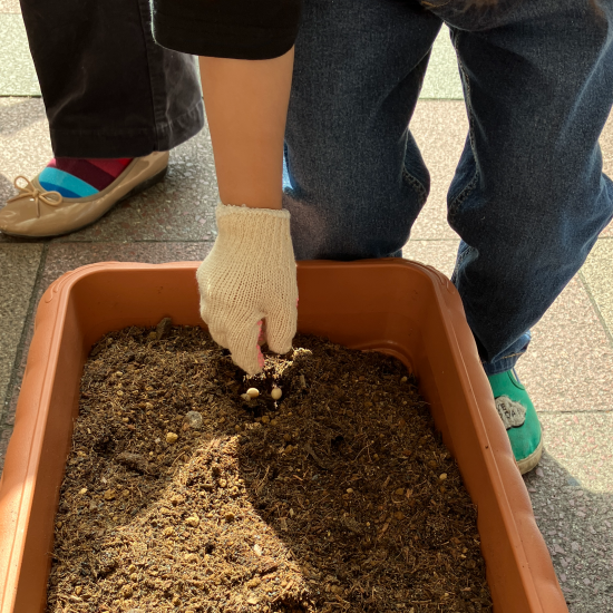 天神コンポストコミュニティーガーデンで種まきをしました🌱