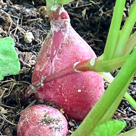 天神コンポストコミュニティーガーデンの1か月🥬