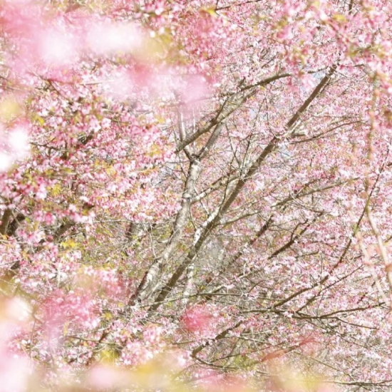 【叶 匠壽庵】春のおすすめ④春の霞、淡く「匠壽庵春霞」